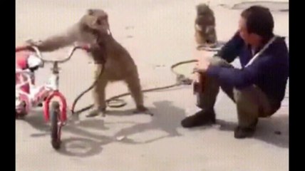 Funny Monkey  -  cute and funny monkey videos /Momo Fun