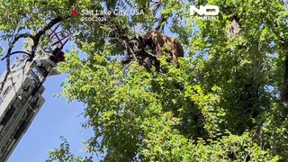 دب يسقط سقوطا قويا من على شجرة في حي سكني في الولايات المتحدة ولكنه ينجو من الموت