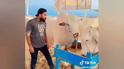 Most Funny Moments Of Qurbani Animals  -part--2nd _ Eid UL Adha 2024 funny v_HD
