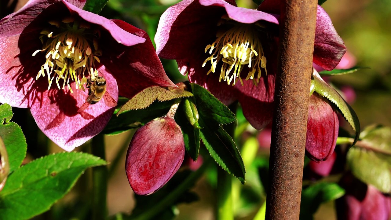 Frühling im Vogelsberg. - Spring in the Vogelsberg