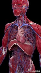 Allah ho akber emotional video