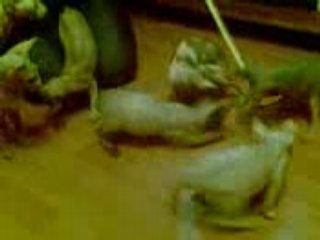 chatons sphynx 2007