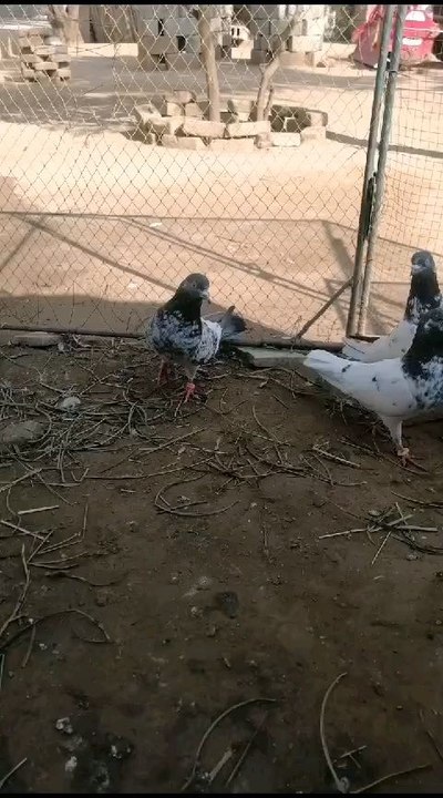 Pigeons