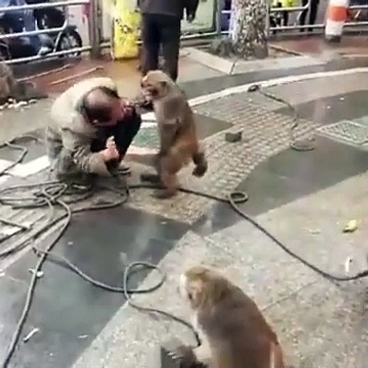 Monkey beats his teacher