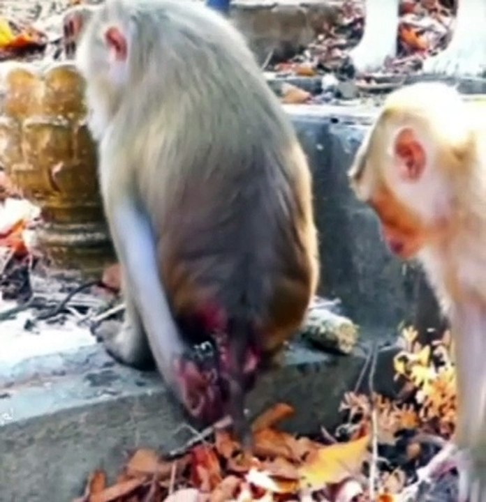 A monkey puts her newborn and pulls it herself