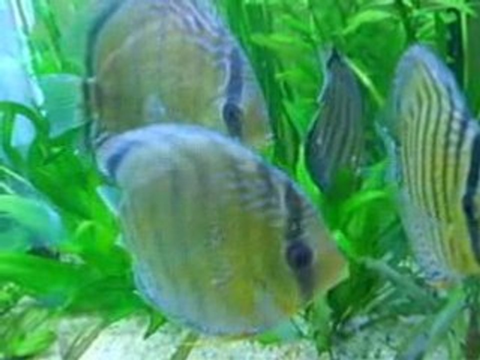 Gwenn Discus Sauvage