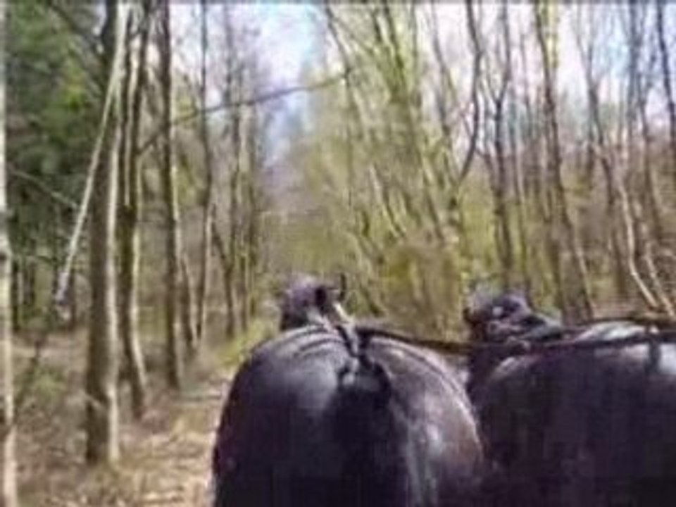 Ballade attelage dans la forêt des hoguettes