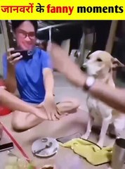 Animal funny video _ #shorts #funnyvideo #dog #creativemosho