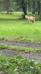 Lion#jungle#king#london#safari