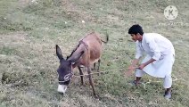 Amazing man with his donkey and boy 194825