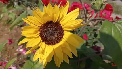 Surah al mulk recitation |Beautiful recitation