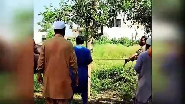 Qurbani Funniest Moments Of Animals Qasai Anari Janwer Khilari
