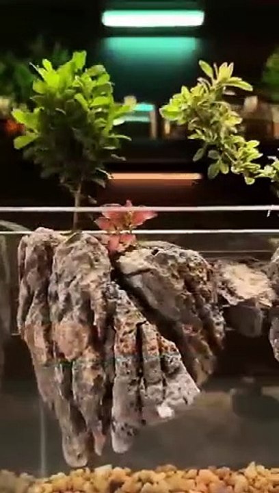 Aquarium_design!(360p)