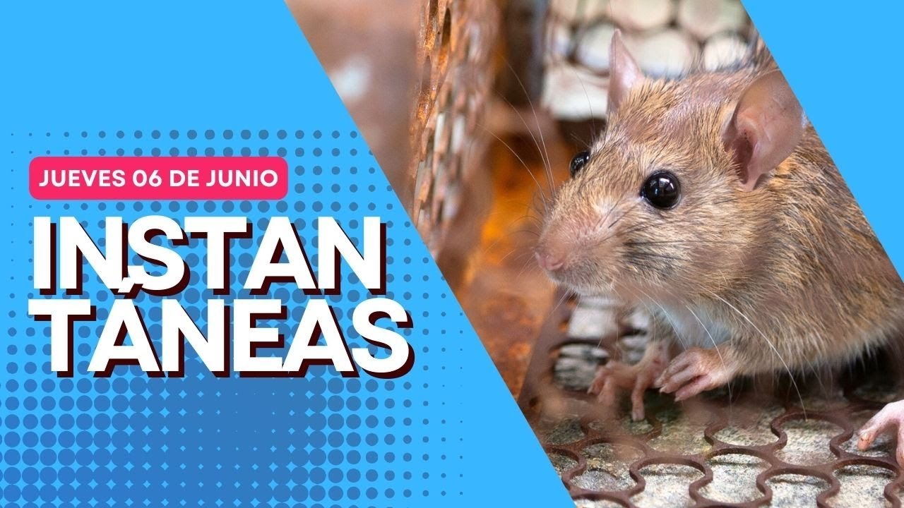 Salud advierte por posibles brotes de leptospirosis RD