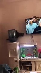 Hilarious Cat Videos by Alyx Star 🐱 | Today's Best Funny Clips - thumbnail