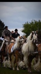 traveling beautiful horse carriage .#shorts#ytshorts#rider