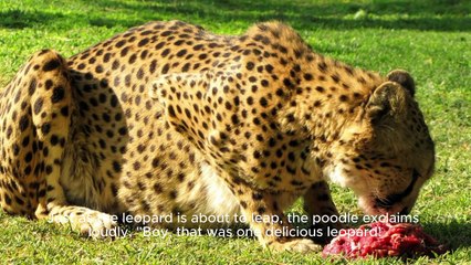  Brave Poodle Faces Off Against Leopard in Heart-Stopping Encounter