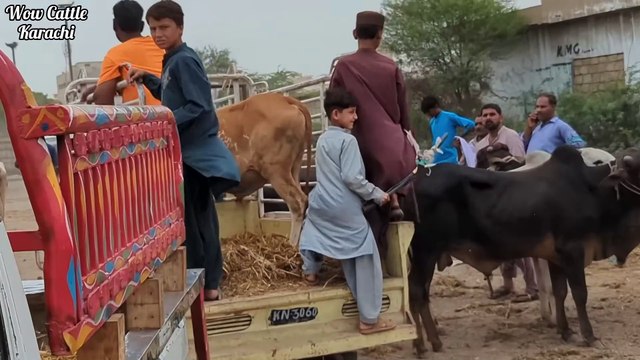 Bhains Colony Mandi Karachi Cattle Latest Rates Update 5 June 2024 Cow Mandi 2024 Bakra Eid 2024