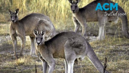 Quick-thinking driver avoids collision after wallaby jumps into path