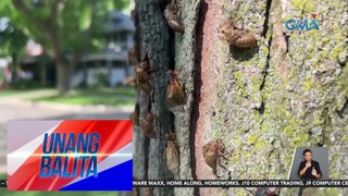 Mga kuliglig sa ilang bahagi ng Illinois, U.S.A., nagiging zombie at nahihilig sa pagtalik dahil sa isang fungus | Unang Balita