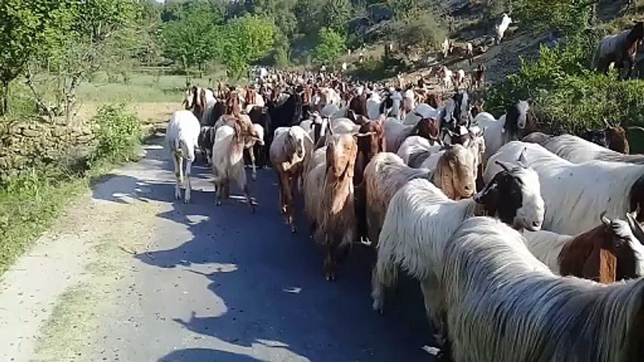بکروال_واپس_کیل_آزاد_کشمیر_کی_طرف_جاتے_ہوئے_۔۔۔(720p)