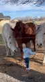 Sixteen-Month-Old Girl Has Heartwarming Interaction With Horses