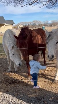 Sixteen-Month-Old Girl Has Heartwarming Interaction With Horses