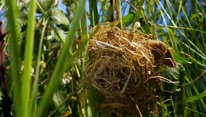 Nature_Makes_You_Happy___BBC_Earth(480p)