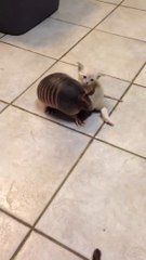 Three baby armadillos meet a kitten