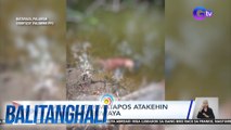 Babae, patay matapos atakehin umano ng buwaya | Balitanghali