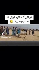 Qurbani k janwar  giranay ka tarika
