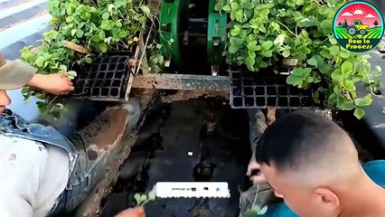 USA Farmers Harvest Thousands of Tons of Strawberry | How to Process