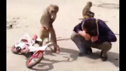 Funniest Monkey  -  cute and funny monkey videos (Copyright Free) Full HD(360P)
