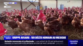 Grippe aviaire: premier décès humain au Mexique
