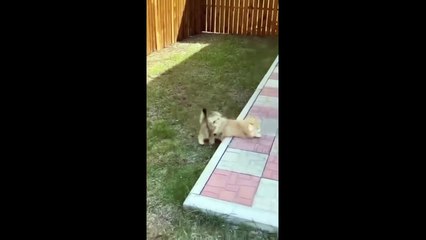 Funniest videos of cats  and Dogs    Hilarious Funny Compliation