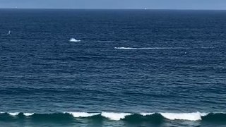 Jet ski gets too close to whale pod off Newcastle beach