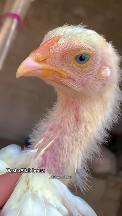 My favourite bird