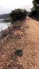 #videoviral#Main circuit board in a computer is... 64. Name the terminals of an FET