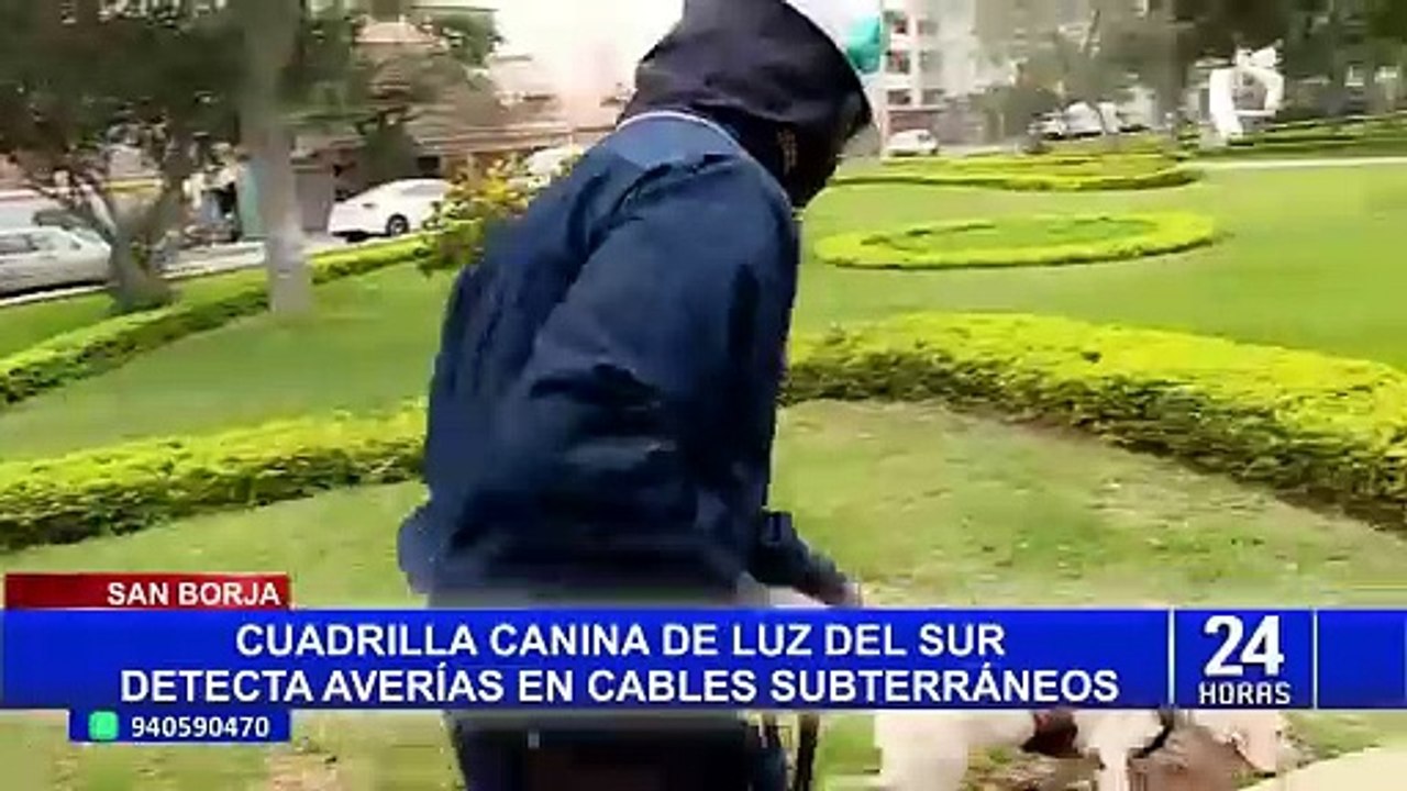 ‘Calim’: La mascota de Luz del Sur que detecta fallas en cables subterráneos