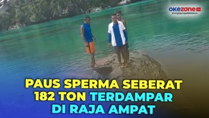Paus Sperma Seberat 182 Ton Ditemukan Mati di Perairan Misool Raja Ampat