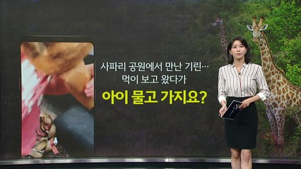 "기린이 아이를 휙!" 사파리 공원에서 생긴 일 [앵커리포트] / YTN