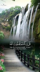 tilawat Quran verses ❣️