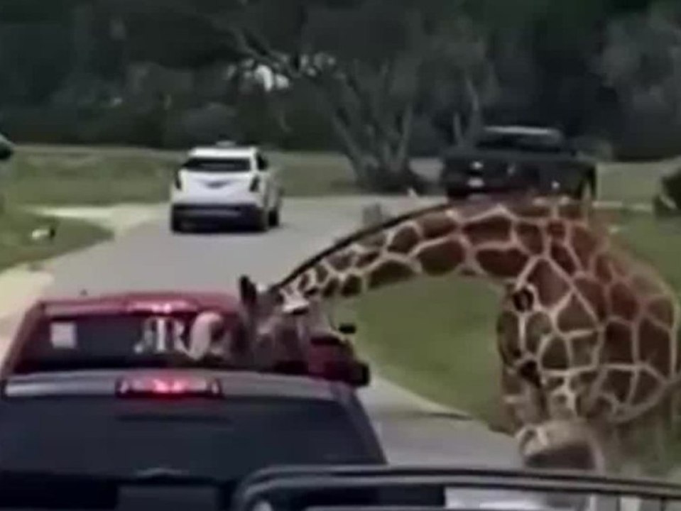 Schreck im Safari-Park: Giraffe 'klaut' Kleinkind aus Auto