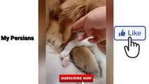Cat playing with dog _ cat funny videos _ my Persians