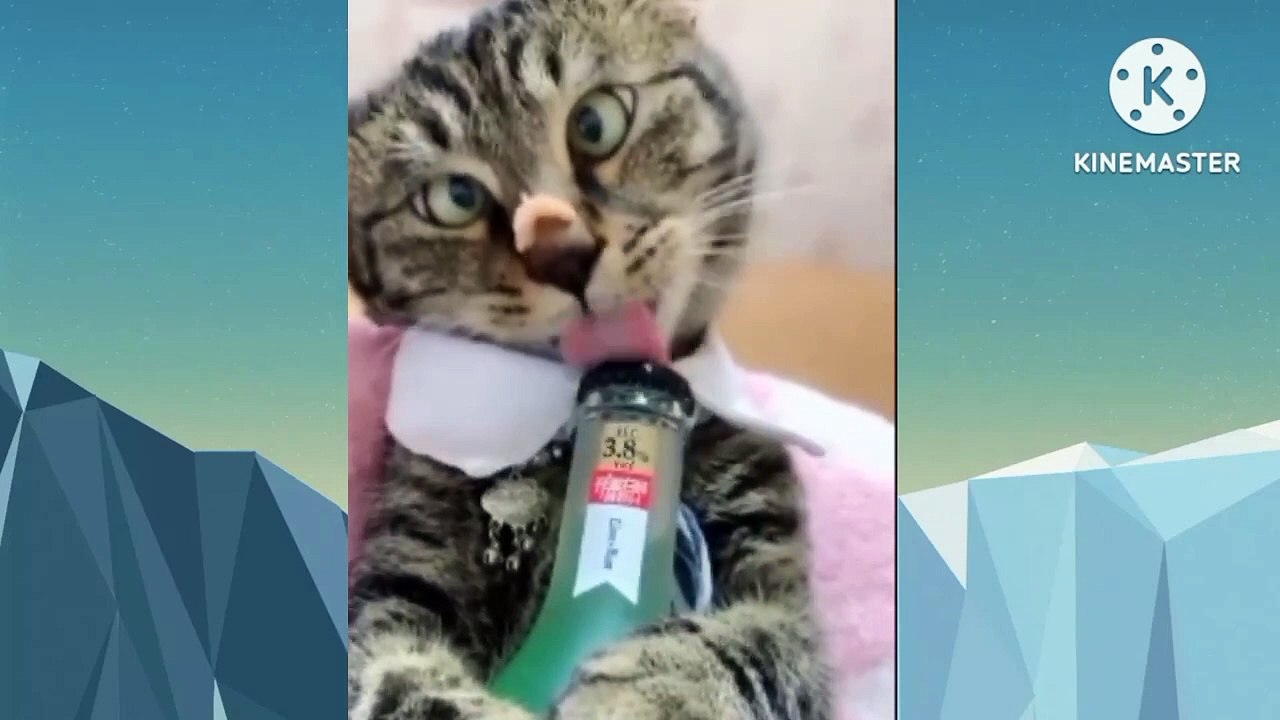 @2023 Video ❤️  cute dog and cat funny videos complication# 10 AJ dj animals channel.