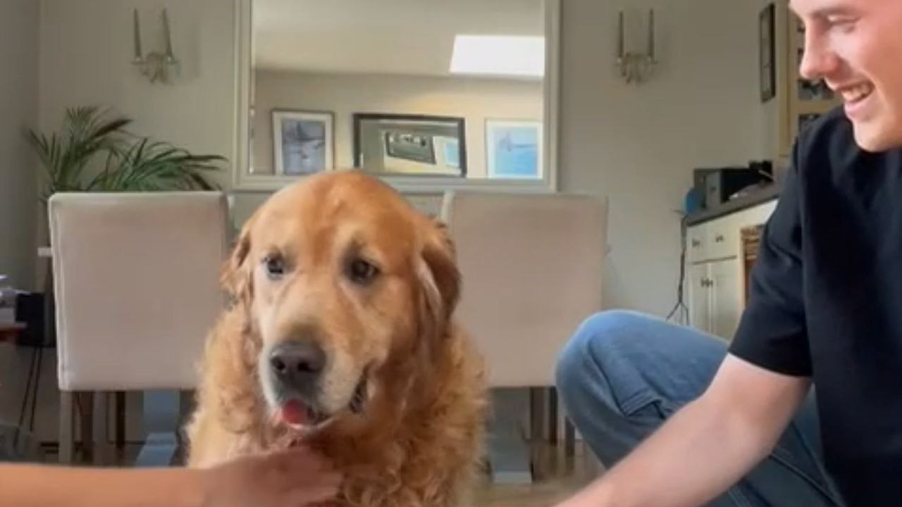 Delightful doggo makes hearts melt by nailing the 'Hands In' Challenge