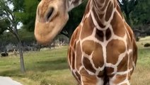 Giraffe drags toddler from inside car at safari park