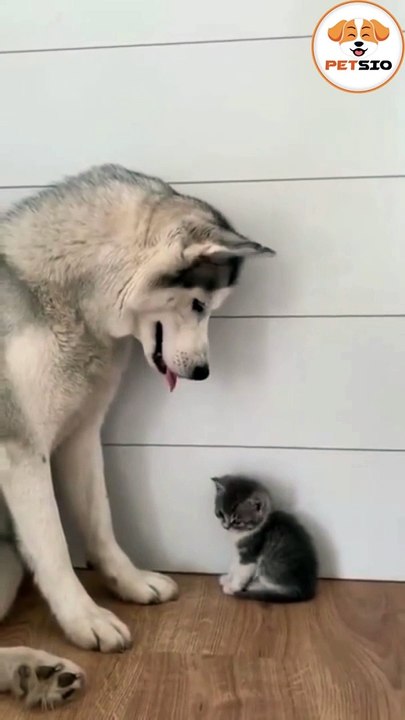 Dog and cat funny video _ Dog and cat friends _ Dog and cat videos  #petsio #cats #dogs 