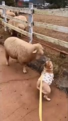 Hahaha.. funny animals  #everyone #funnyanimals