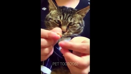 CLASSIC Dog and Cat Videos   1 HOURS of FUNNY Clips